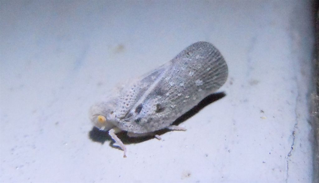 Cixiidae? No, Flatidae:  Metcalfa pruinosa.